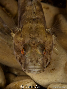 Sand Goby.
Olympus E-420 With Ikelite Housing + 1 DS160 ... by Jorn Ari 